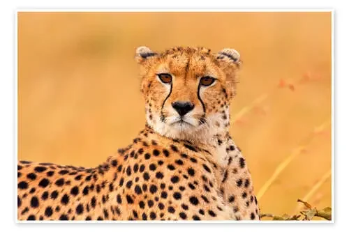 Eavesdropping cheetah Editors Choice