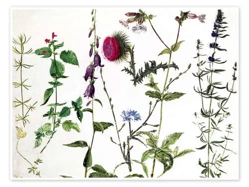 Eight Studies of Wild Flowers de Albrecht Dürer Bridgeman Images