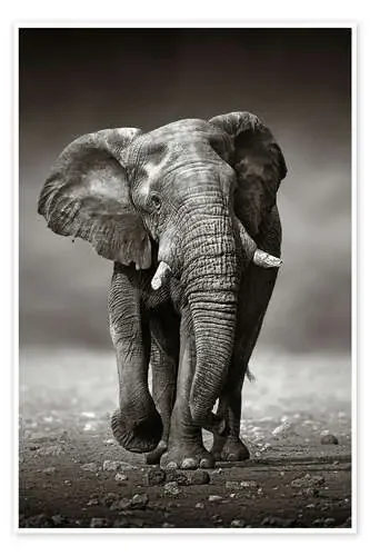 El elefante se acerca de Johan Swanepoel