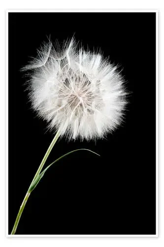 El gran diente de león Editors Choice