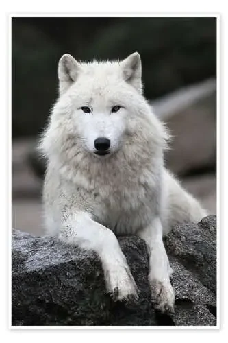 El lobo blanco de WildlifePhotography