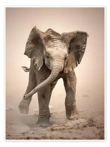 El pequeño elefante de Johan Swanepoel