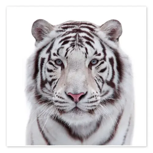 El tigre blanco Editors Choice