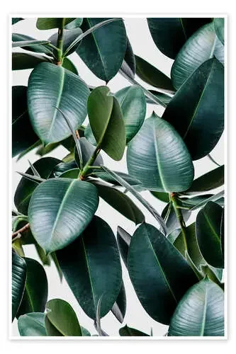 Elastica tropical de 83 Oranges