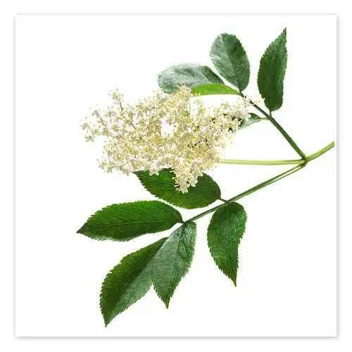 Elderflower blossom Science Photo Library