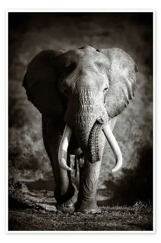 Elefante con grandes cuernos de Johan Swanepoel