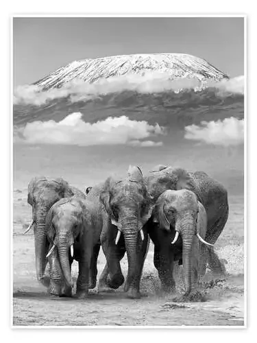 Elefantes con Kilimanjaro Editors Choice