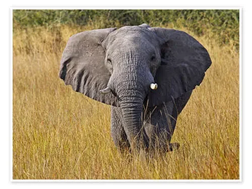 Elephant in the gras – Africa wildlife de wiw