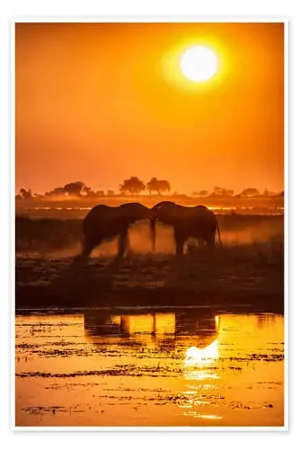Elephants at sunset, Chobe Park,Botswana, Africa de Roberto Sysa Moiola