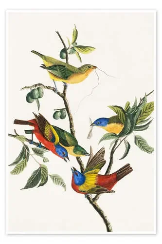 Empavesado de John James Audubon Bridgeman Images