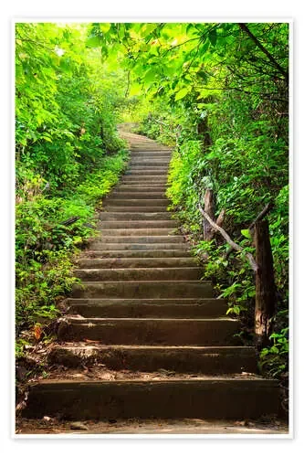 Escaleras al bosque Editors Choice