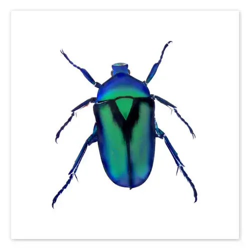 Escarabajo verde de Henry Lin Design Pics