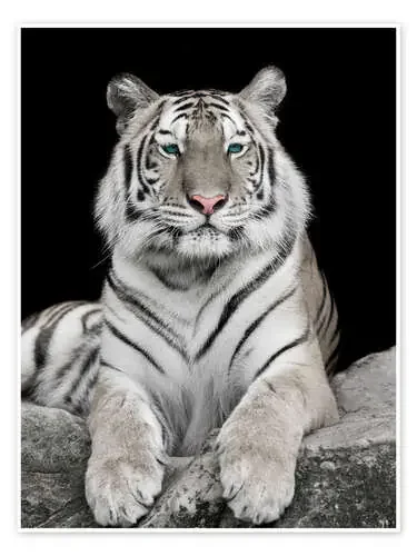 Espectacular tigre con acentos de colores Editors Choice