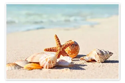 Estrella de mar y caracolas I Editors Choice