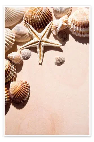 Estrella de mar y conchas II Editors Choice