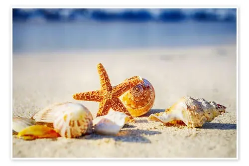 Estrellas de mar y conchas III Editors Choice