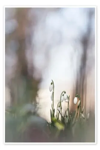 Eternal Spring de Bob Daalder