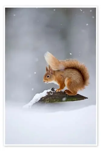 Eurasian Red Squirrel standing on branch in snow de FLPA imageBROKER