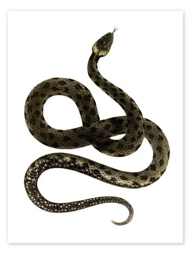 European Grass Snake de German School Bridgeman Images
