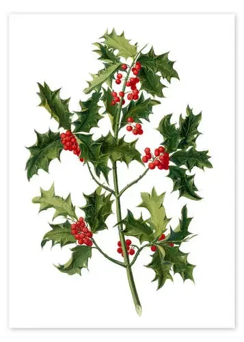 European holly Bridgeman Images