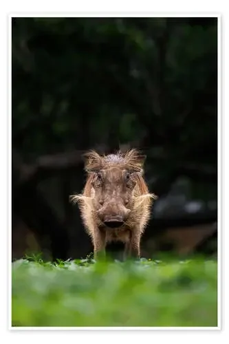 Eye contact with warthog de Marcel Gross