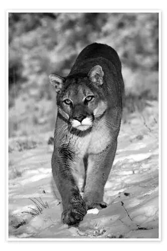 Eye to Eye with the Cougar de James Hager Robert Harding