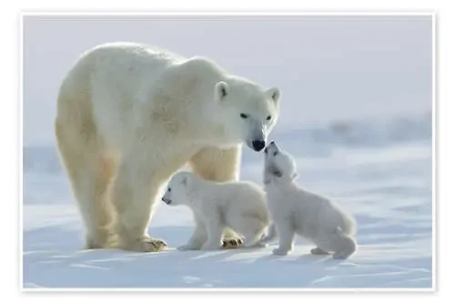 Familia de osos polares, parque nacional de Wapusk de David Jenkins Robert Harding