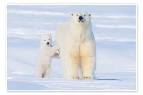 Familia del oso polar Danita Delimont