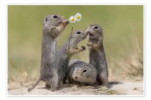 Family life with the ground squirrels de Moqui, Daniela Beyer