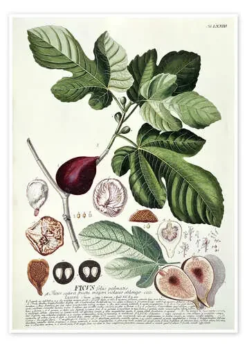 Fig (Ficus) de Georg Dionysius Ehret Bridgeman Images