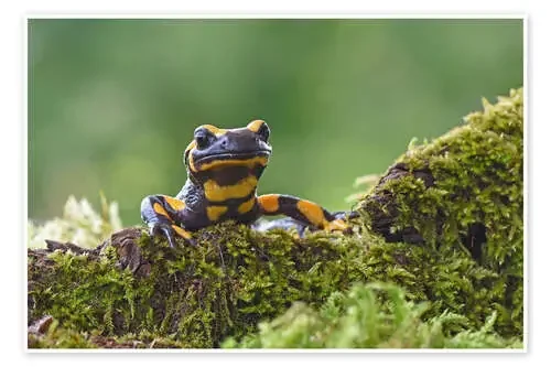Fire Salamander de GUGIGEI