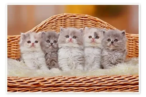 Five British Longhair kittens de Petra Wegner imageBROKER