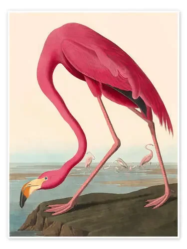 Flamenco americano de John James Audubon Master Collection