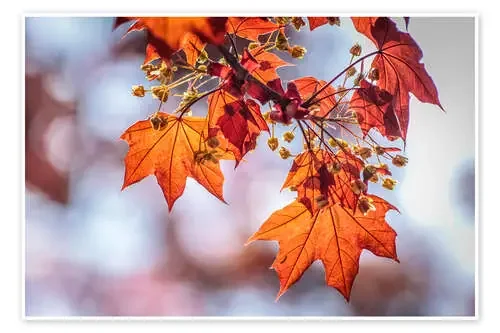 Flaming red maple leaves de Christian Müringer