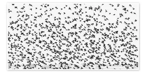 Flock of Birds 1x