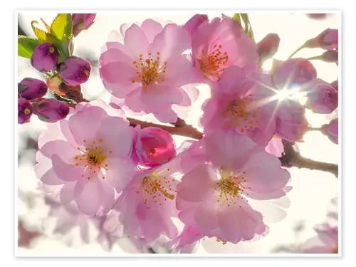 Flor del cerezo de Steffen Gierok