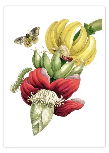 Flor del plátano y automeris de Maria Sibylla Merian Master Collection