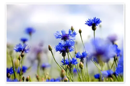 Flores azules en la pradera de Lichtspielart