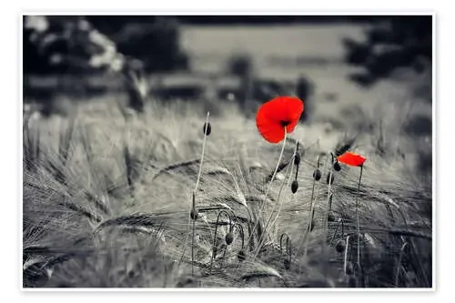 Flores rojas de amapola en campo de maíz, en blanco y negro de Julia Delgado