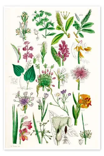 Flores silvestres, fig. 1161-1680 de Sowerby Collection Design Pics
