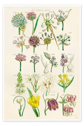 Flores silvestres, fig. 1281-1300 de Sowerby Collection Design Pics