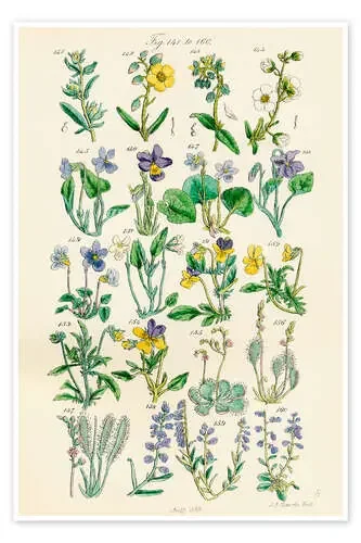 Flores silvestres, fig. 141-160 de Sowerby Collection Design Pics