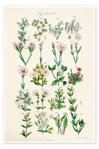 Flores silvestres, fig. 161-180 de Sowerby Collection Design Pics