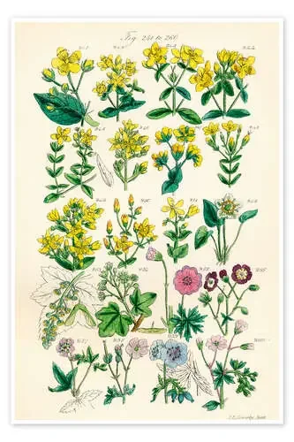 Flores silvestres, fig. 241-260 de Sowerby Collection Design Pics
