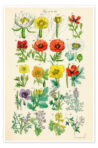 Flores silvestres, fig. 41-60 de Sowerby Collection Design Pics