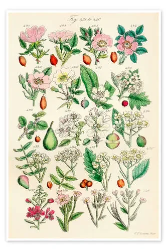 Flores silvestres, fig. 421-440 de Sowerby Collection Design Pics