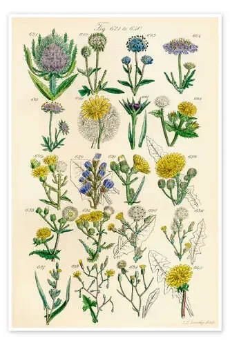 Flores silvestres, fig. 621-640 de Sowerby Collection Design Pics