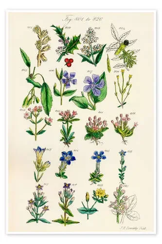 Flores silvestres, fig. 801-820 de Sowerby Collection Design Pics