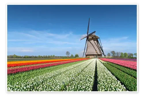 Flowers and windmill de George Pachantouris