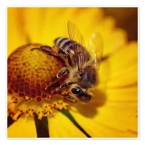 Flowers carousel for bees de Dirk Driesen